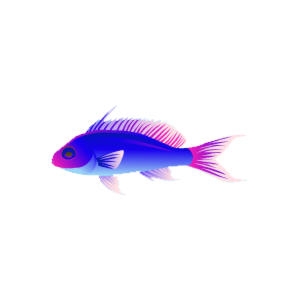 Alsike-Finned Resplendent Anthias